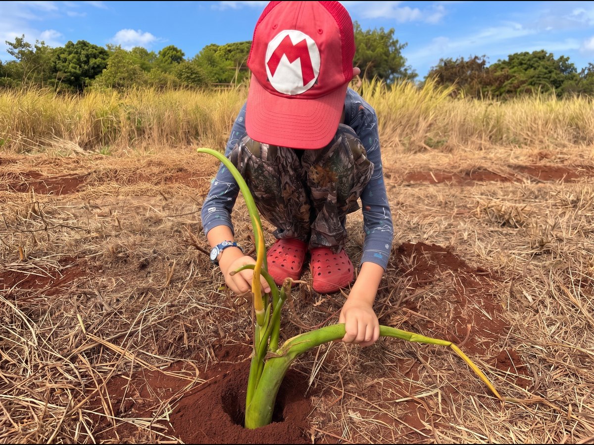A child in a red cap planting a taro shoot in red soil