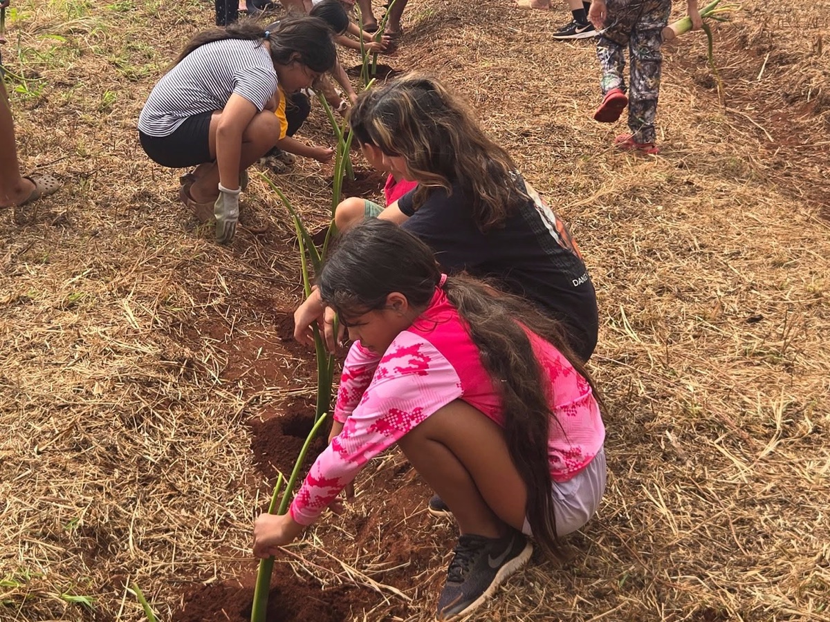 Children and volunteers crouched in a red-dirt field on Molokaʻi, planting young taro shoots in a row